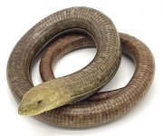 leglesslizard.jpg