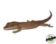 sarisunom-geckos-for-sale.jpg