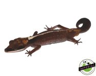 borneo-cat-eye-gecko-for-sale.jpg