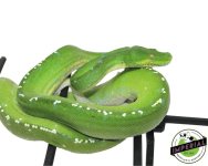 aru-locale-gree-tree-python-sub-adult-for-sale.jpg