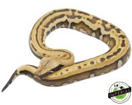 goldeneye-blood-pythons-for-sale.jpg
