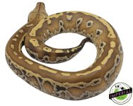 het-t-negative-blood-pythons-for-sale.jpg