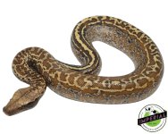 batik-blood-python-for-sale.jpg
