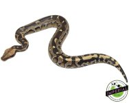borneo-short-tail-pythons-for-sale.jpg