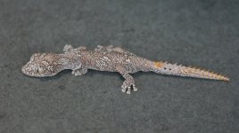 S. ciliaris 2021 008.jpg