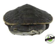 argentine-sideneck-turtle-for-sale.jpg