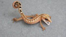 Cat gecko 2021 019.jpg