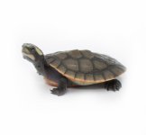 Japanese-Pond-Turtle.jpg