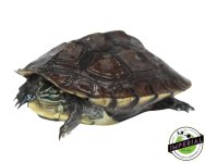 vietnamese-pond-turtle.jpg
