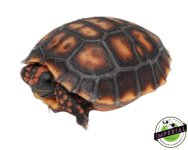 cherry-head-red-foot-tortoise-for-sale.jpg