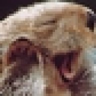 Otter