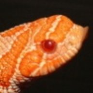 Gregg M