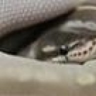 TG Pythons