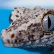 gargoylegeckos18