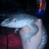 DragonWaffle