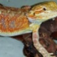 DragonsAreReal
