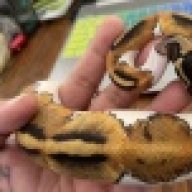 Snakelady13