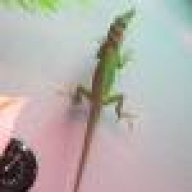 lizardgirl123