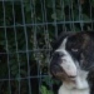 randbbulldogges