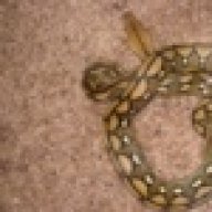 Discojaguar