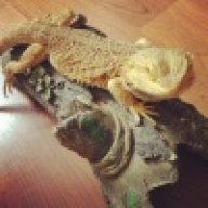 MRExoticReptiles