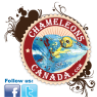 Chameleons Canada