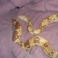 SnakeStrikesAndLoveBites