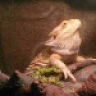 sixthdaydragons