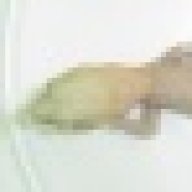 tretocephalus