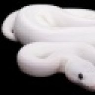 Harrisonreptiles