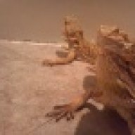 DistinguishedDragons