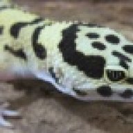 CarpeGecko