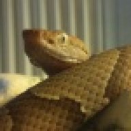 Hot_Herper