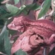 Hello Geckos