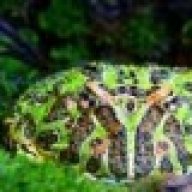 l love ballpythons