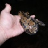 BPythonGuy16