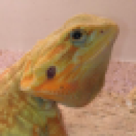 BDragons