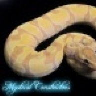 Mystical Constrictors