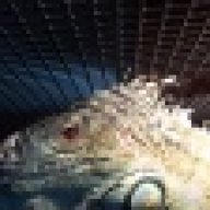 Reptile Joe