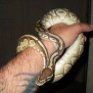 Bulldoggin33