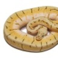 Extraordinary Exotics LLC