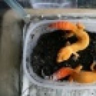 Boondockreptiles
