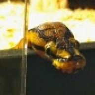 The Serpent Merchant