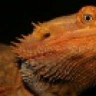 SnapDragonReptiles