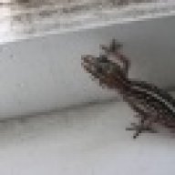 gatorgeckos