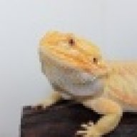 Showmedragons
