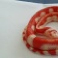 BigMilkHead