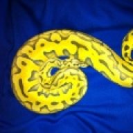 winecountryconstrictors