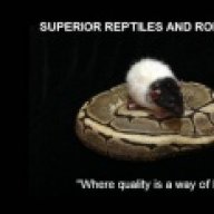 SUPERIOR REPTILES