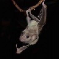 Chiroptera